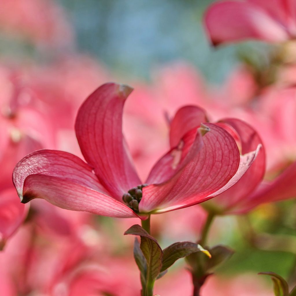 Cornus kousa Satomi
