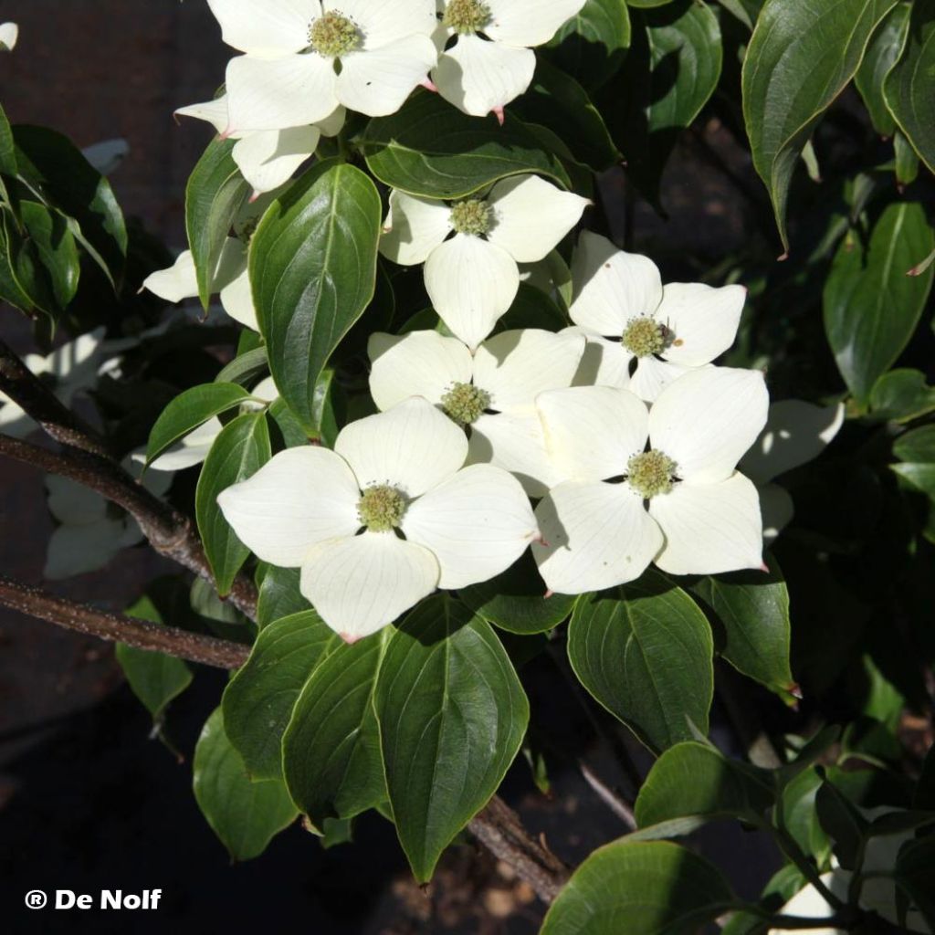 Cornus kousa Schmetterling
