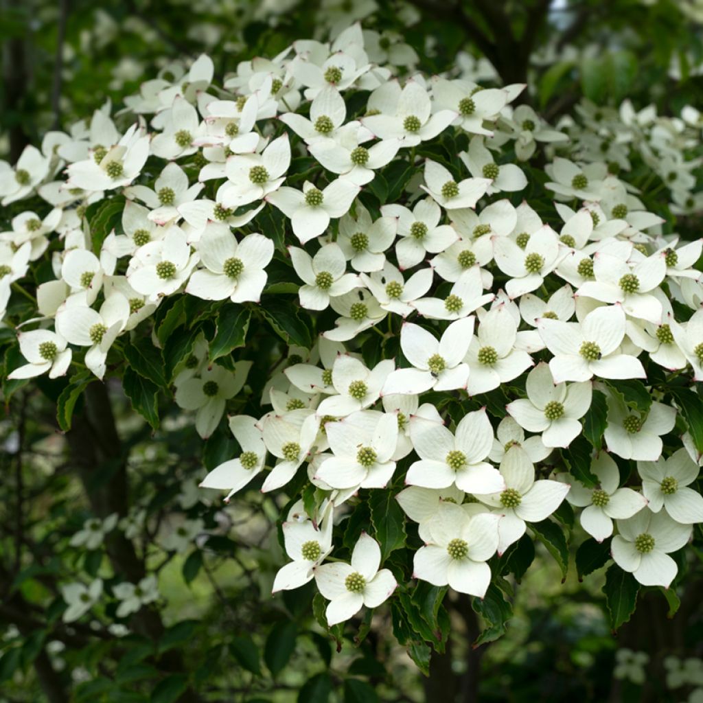Cornus kousa Schmetterling
