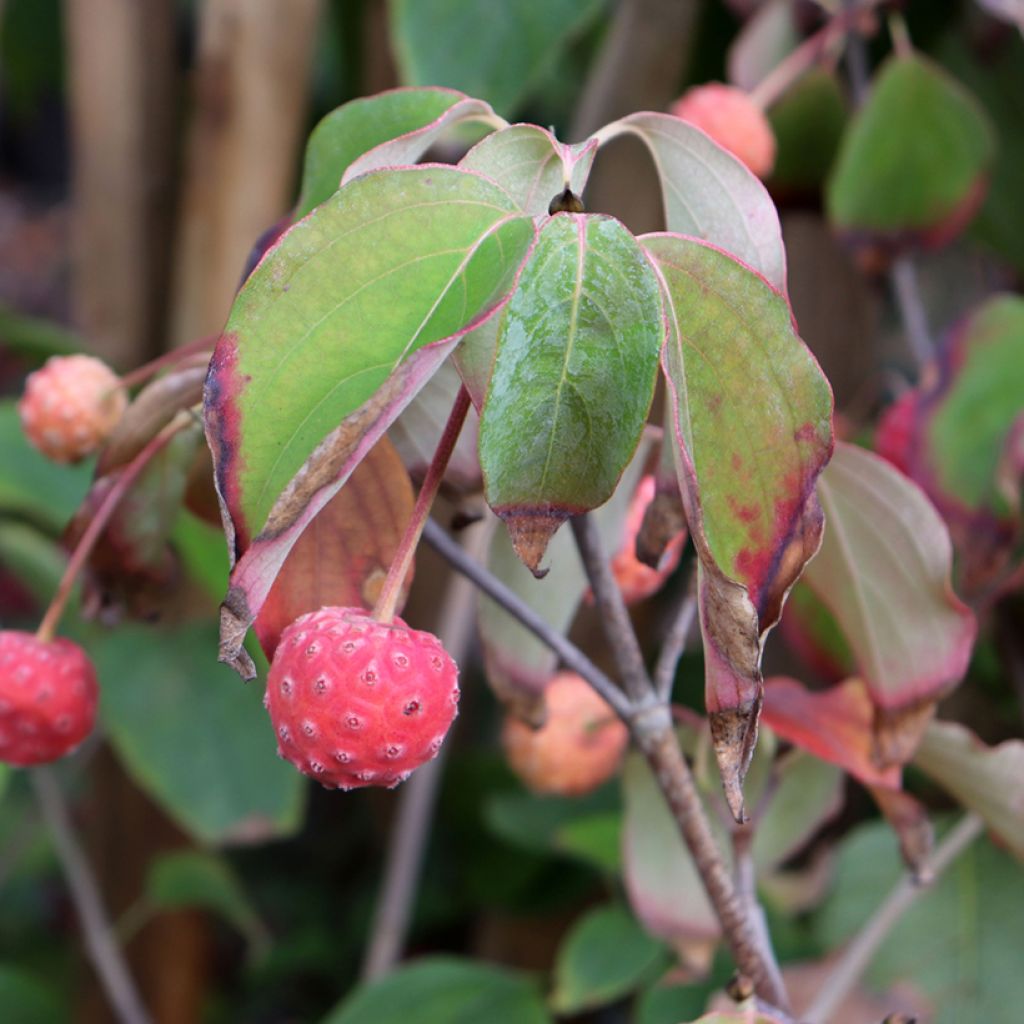 Cornus kousa Schmetterling