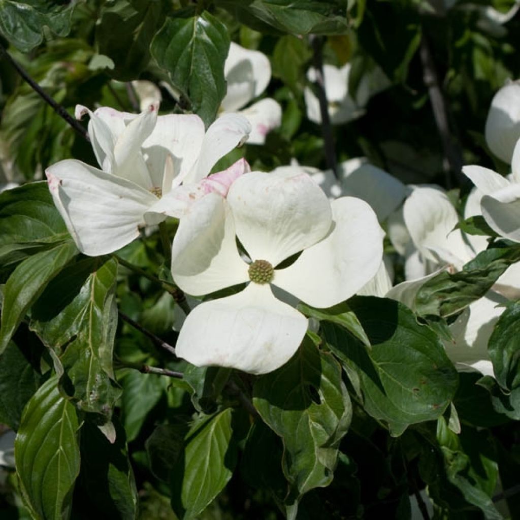 Cornus Venus