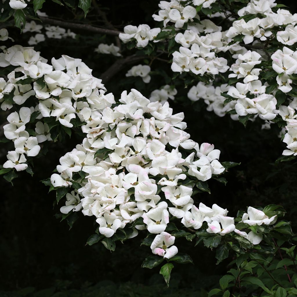 Cornus Venus