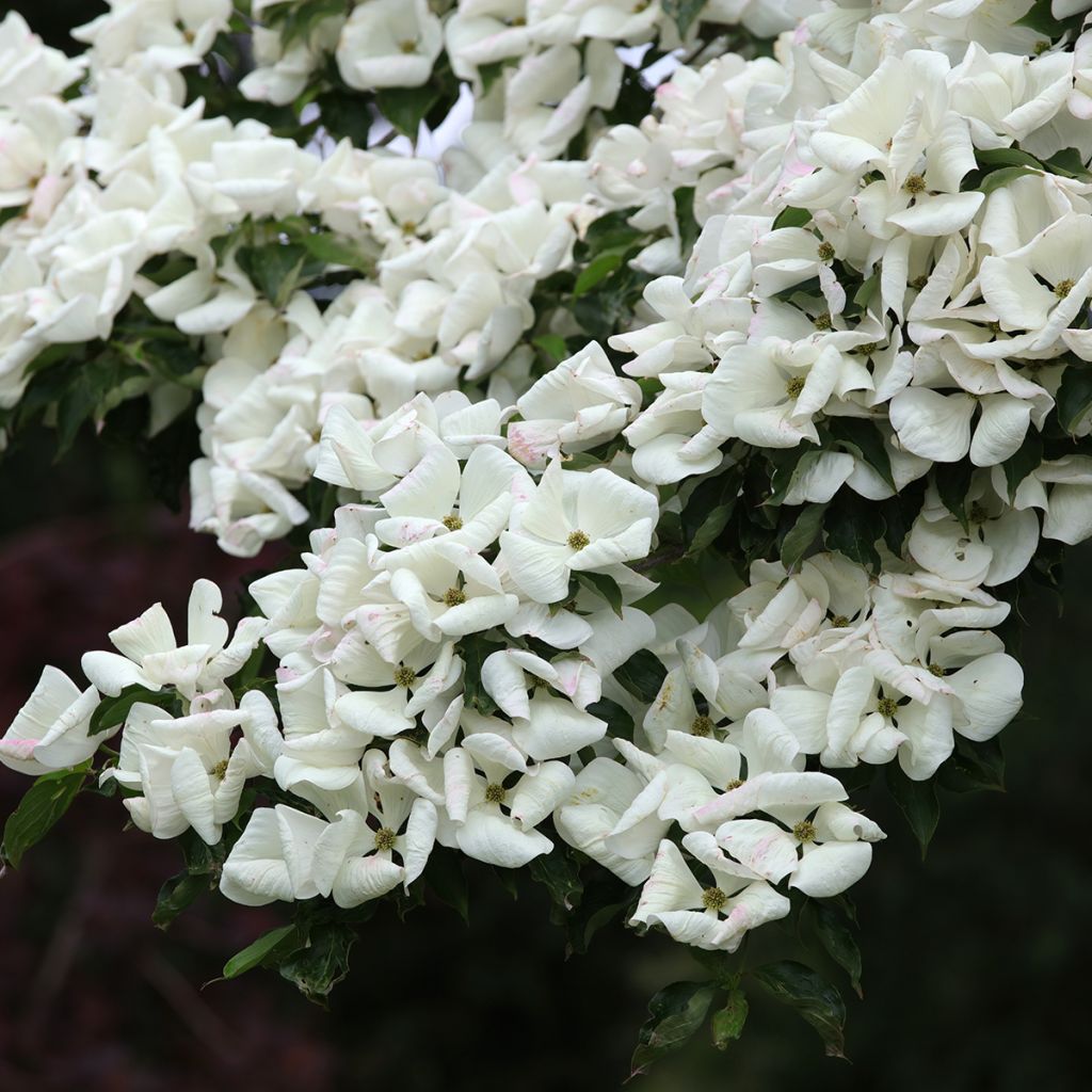 Cornus Venus