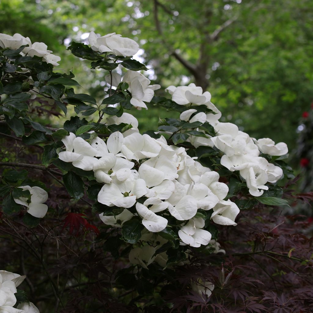 Cornus Venus