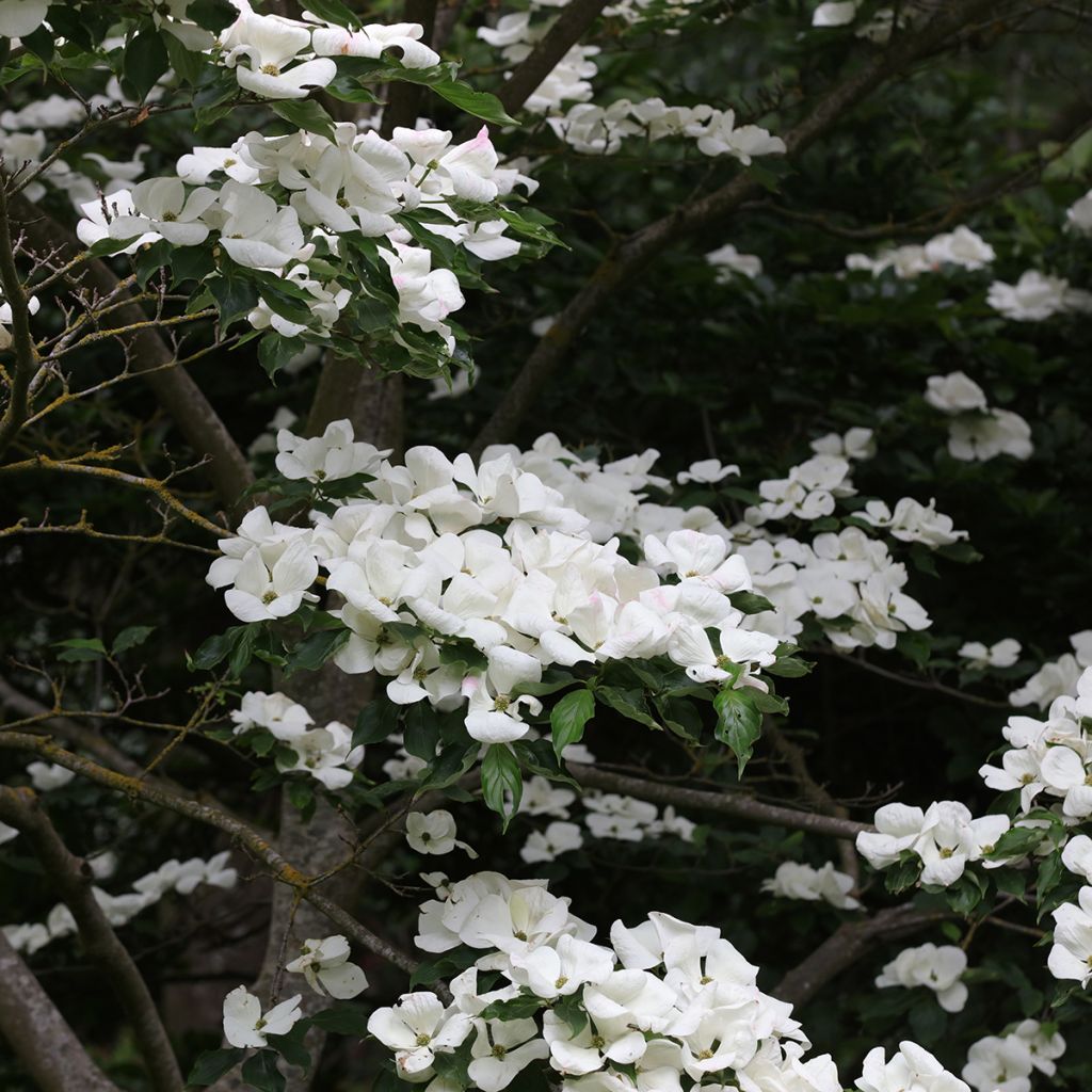 Cornus Venus