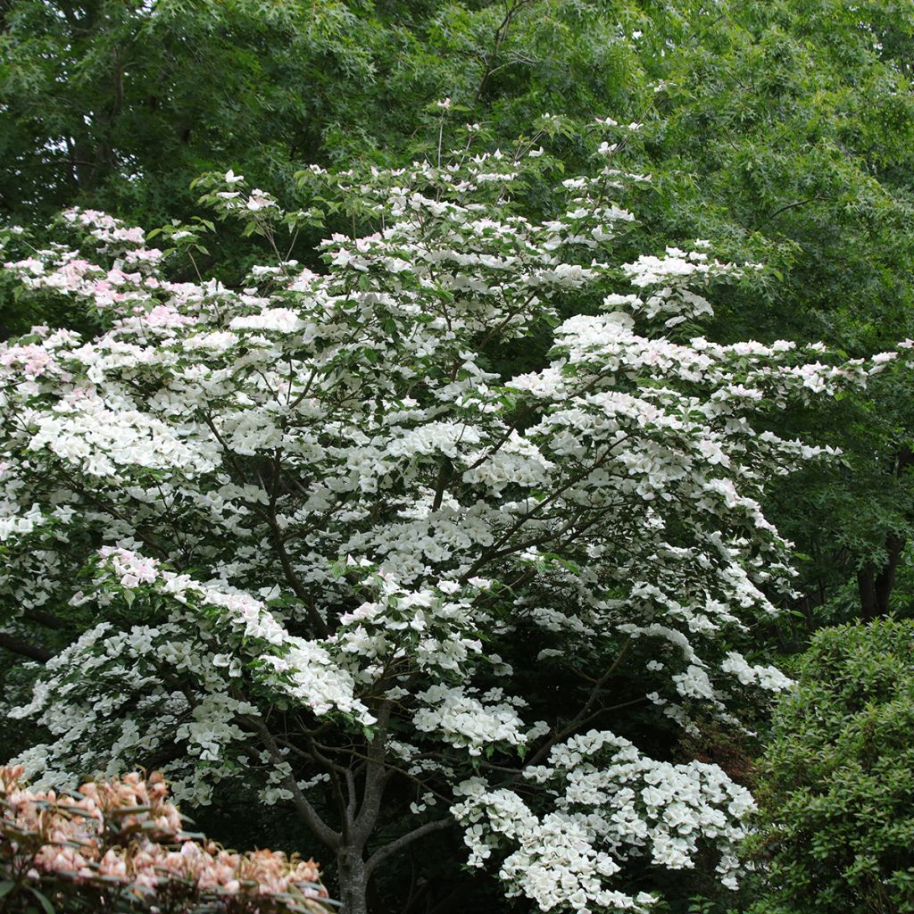 Cornus Venus