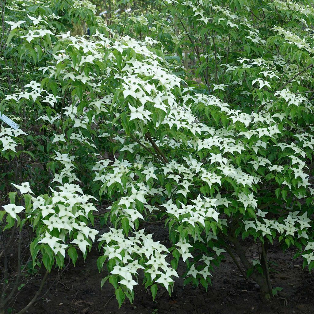 Cornus kousa Chinensis