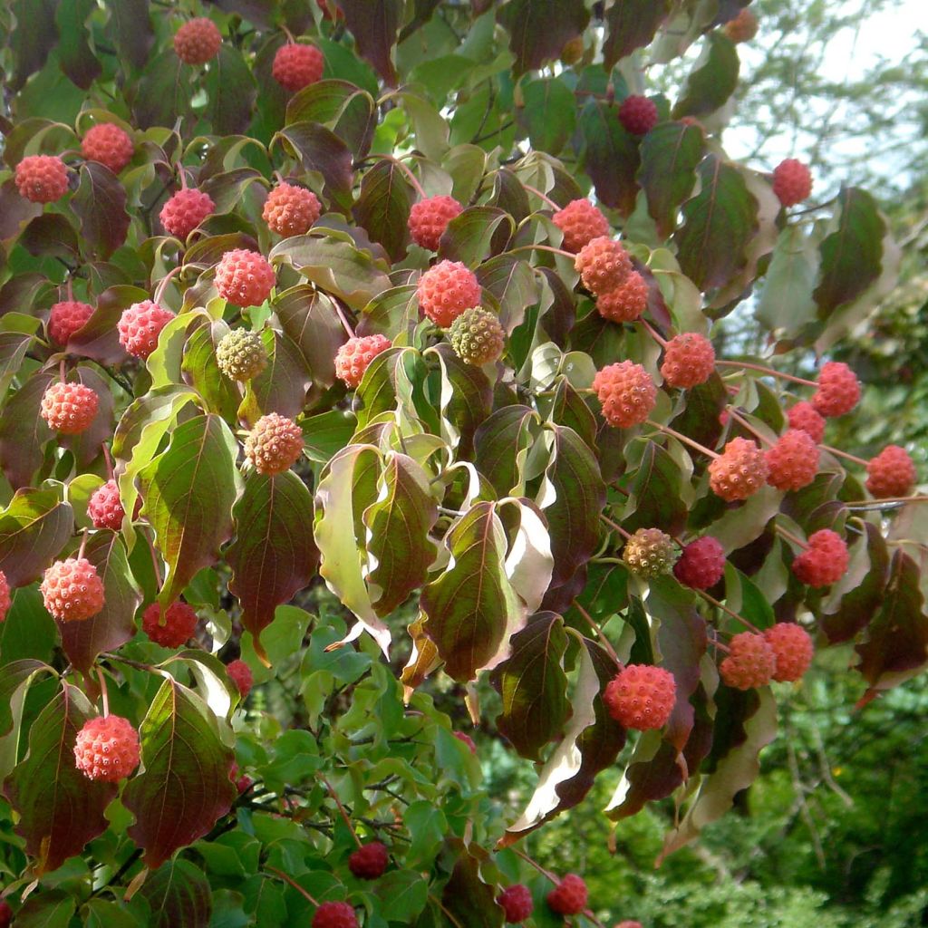 Cornus kousa Chinensis