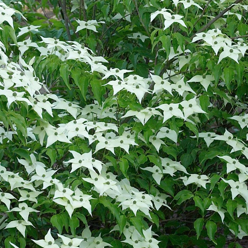 Cornus kousa Chinensis