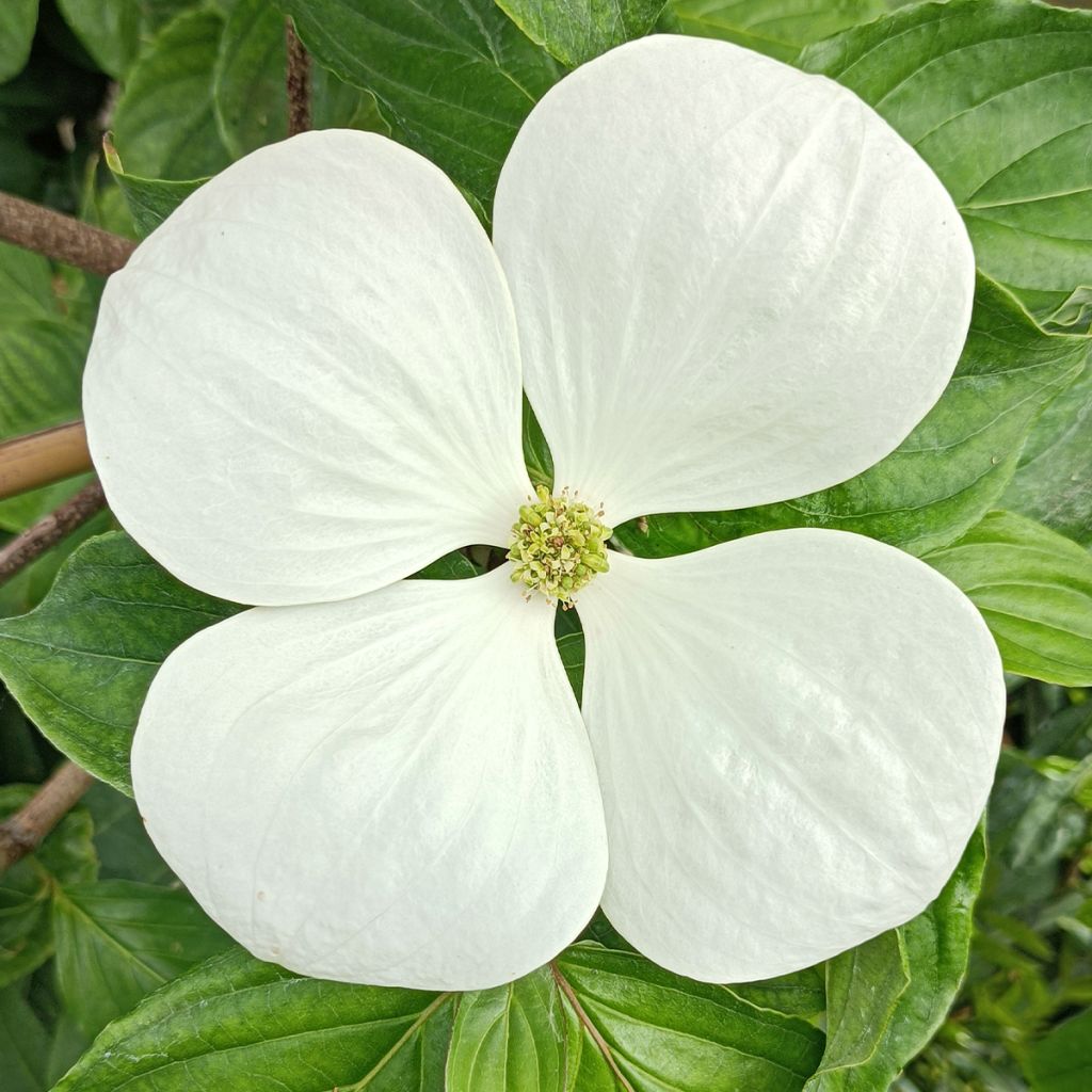 Cornus Venus