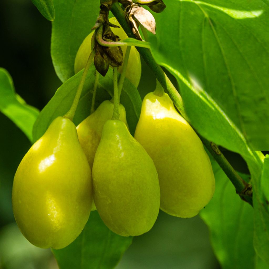 Cornejo macho Alosza - Cornus mas