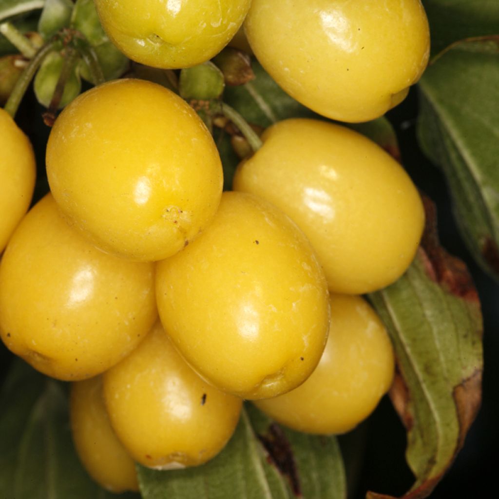 Cornejo macho Flava - Cornus mas