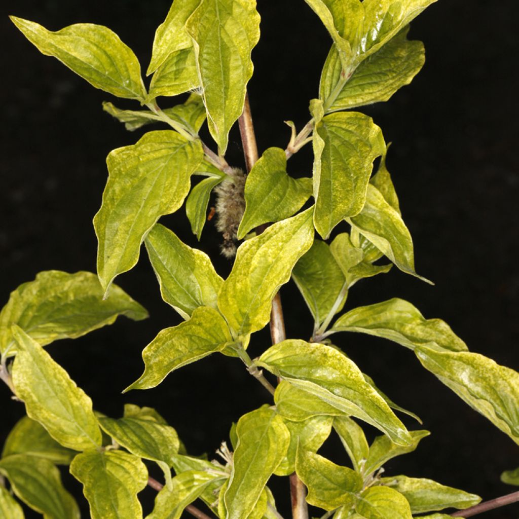 Cornejo macho Happy Face - Cornus mas