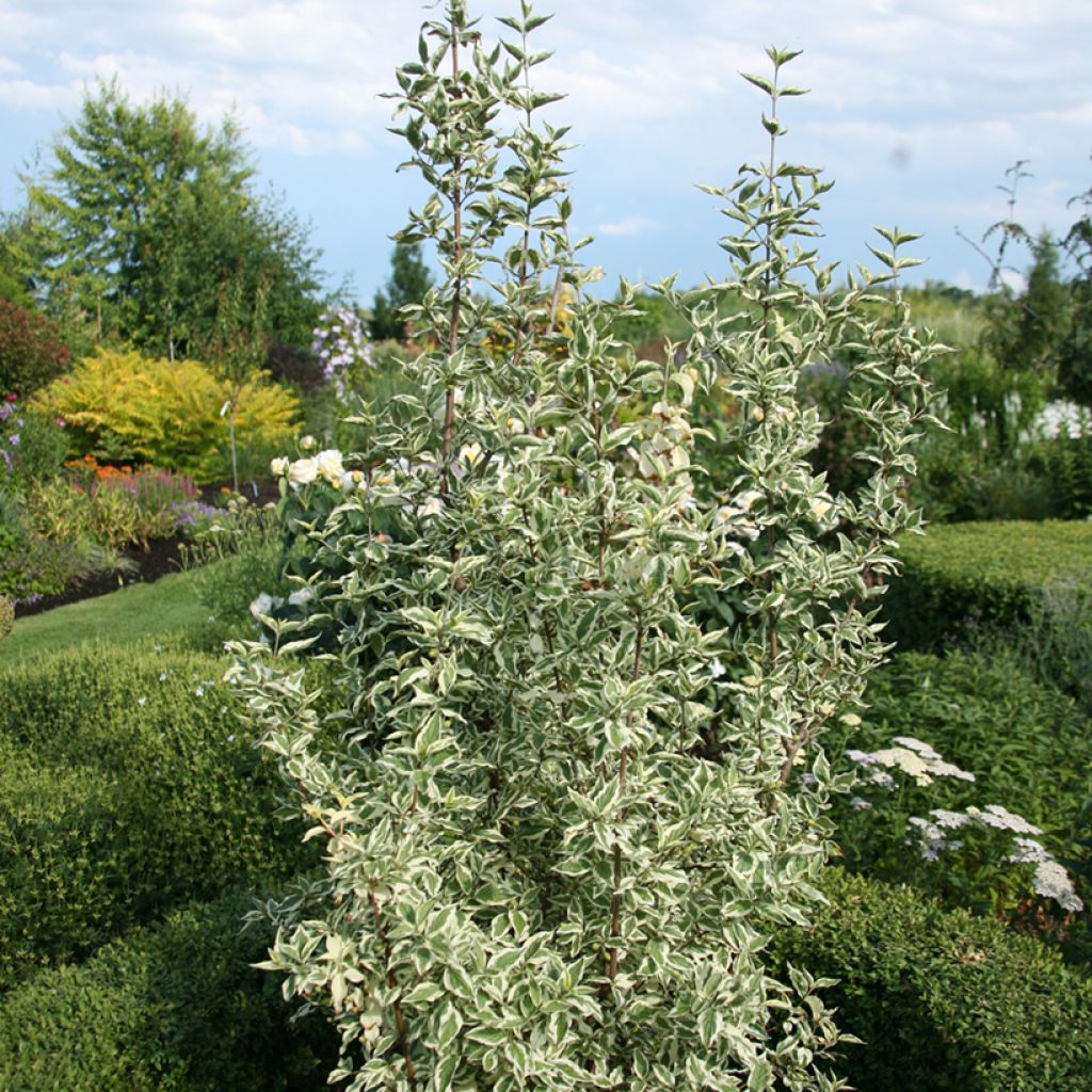 Cornejo macho Variegata - Cornus mas