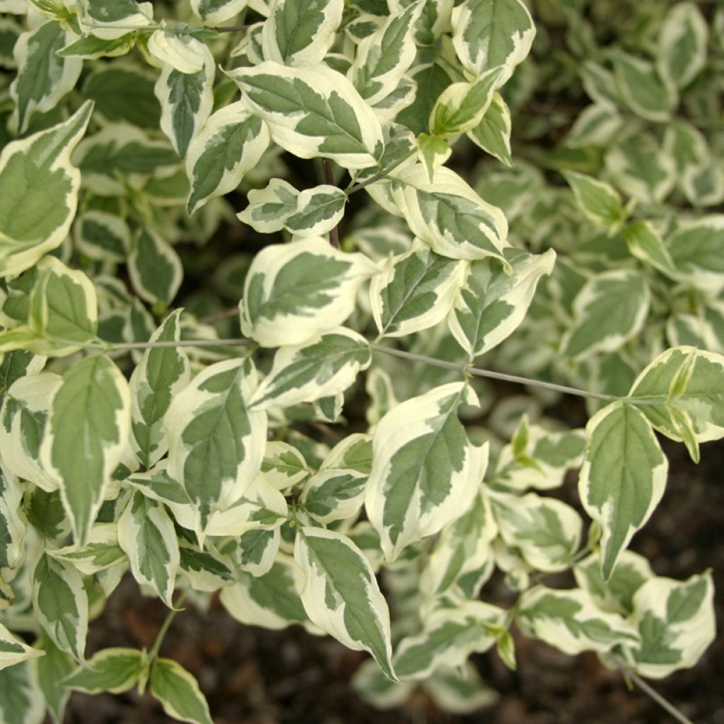 Cornejo macho Variegata - Cornus mas