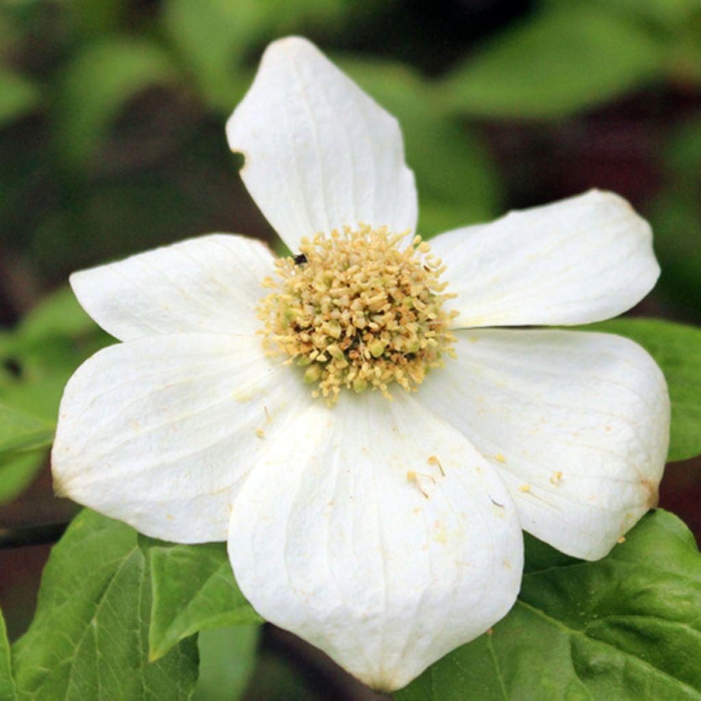 Cornus nuttallii Gold Spot - Cornejo del Pacífico