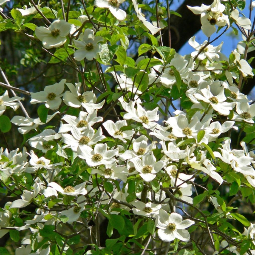 Cornouiller de nutali - Cornus nuttallii Ascona