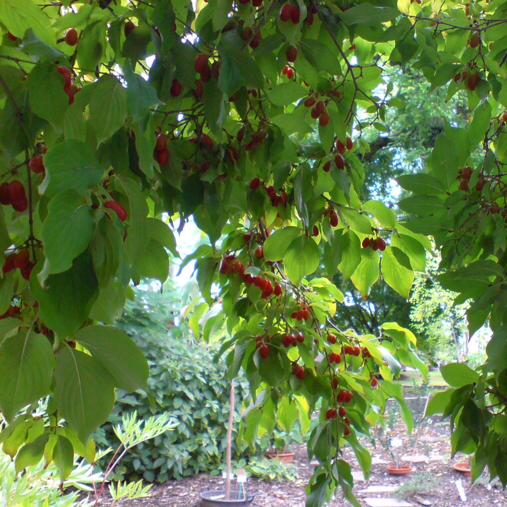 Cornus officinalis - Cornejo officinalis
