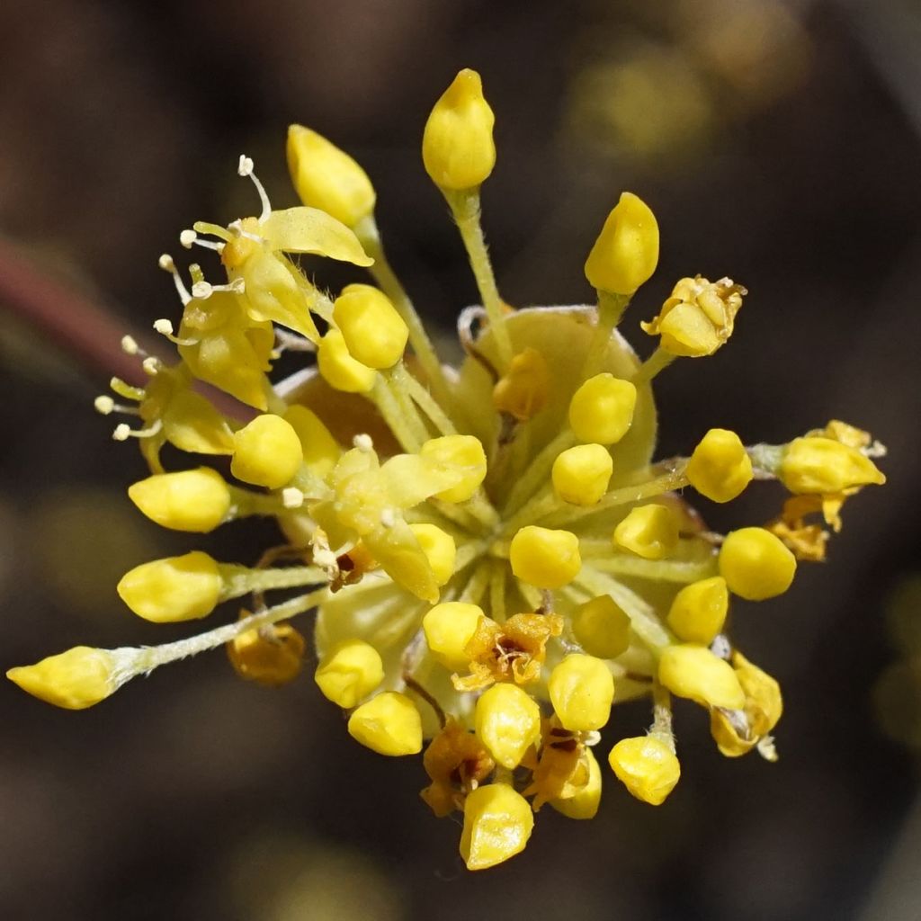 Cornus officinalis - Cornejo officinalis