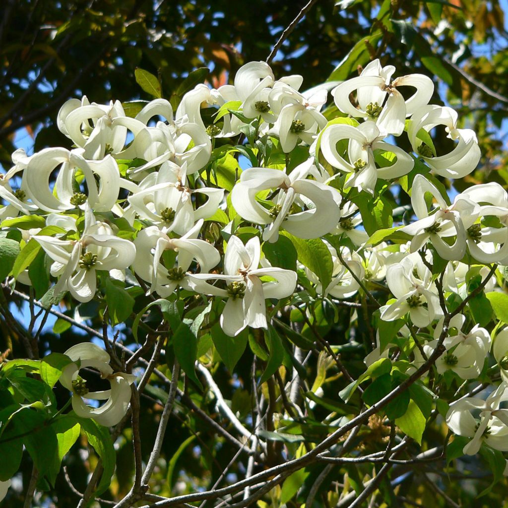 Cornus florida subsp. urbiniana - Cornejo florido