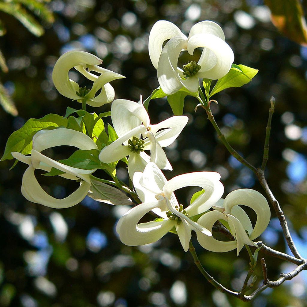 Cornus florida subsp. urbiniana - Cornejo florido