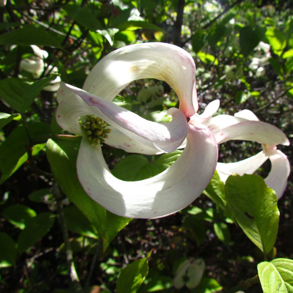 Cornus florida subsp. urbiniana - Cornejo florido
