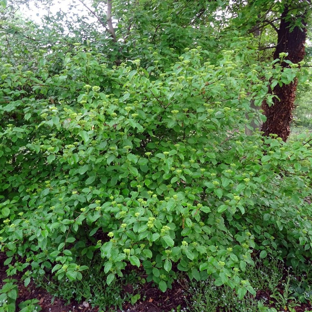 Cornus sanguinea - Cornejo rojo