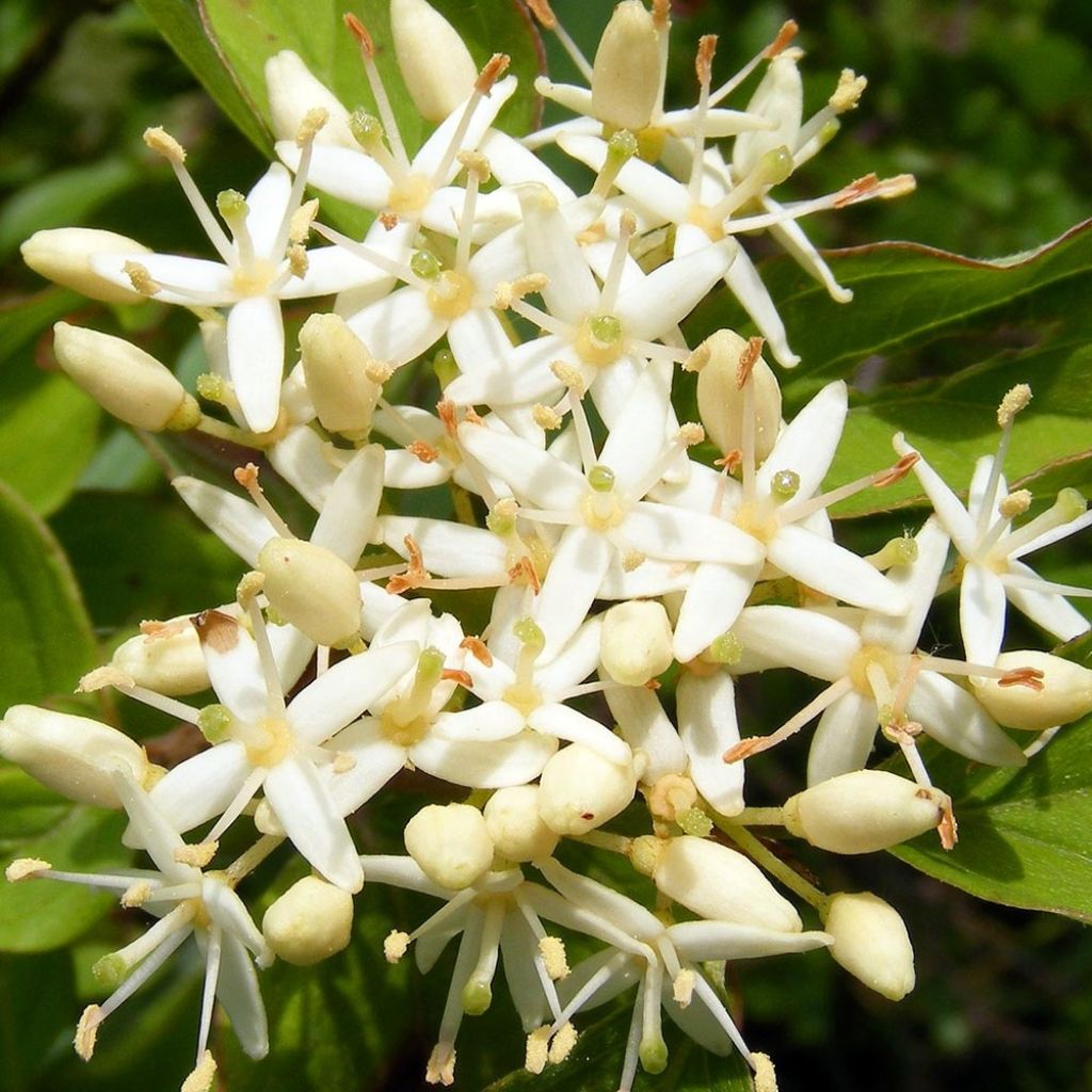 Cornus sanguinea - Cornejo rojo