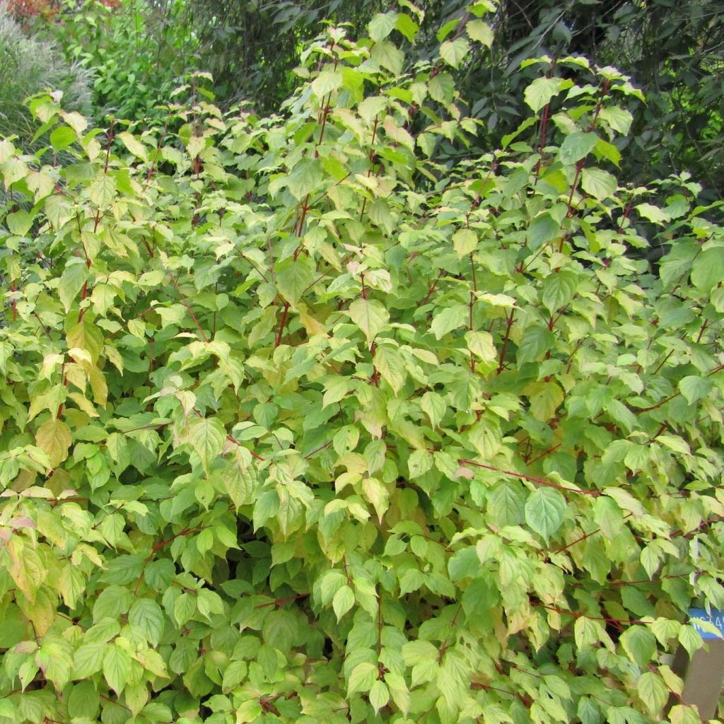 Cornus sanguinea Anny's Winter Orange - Cornejo rojo