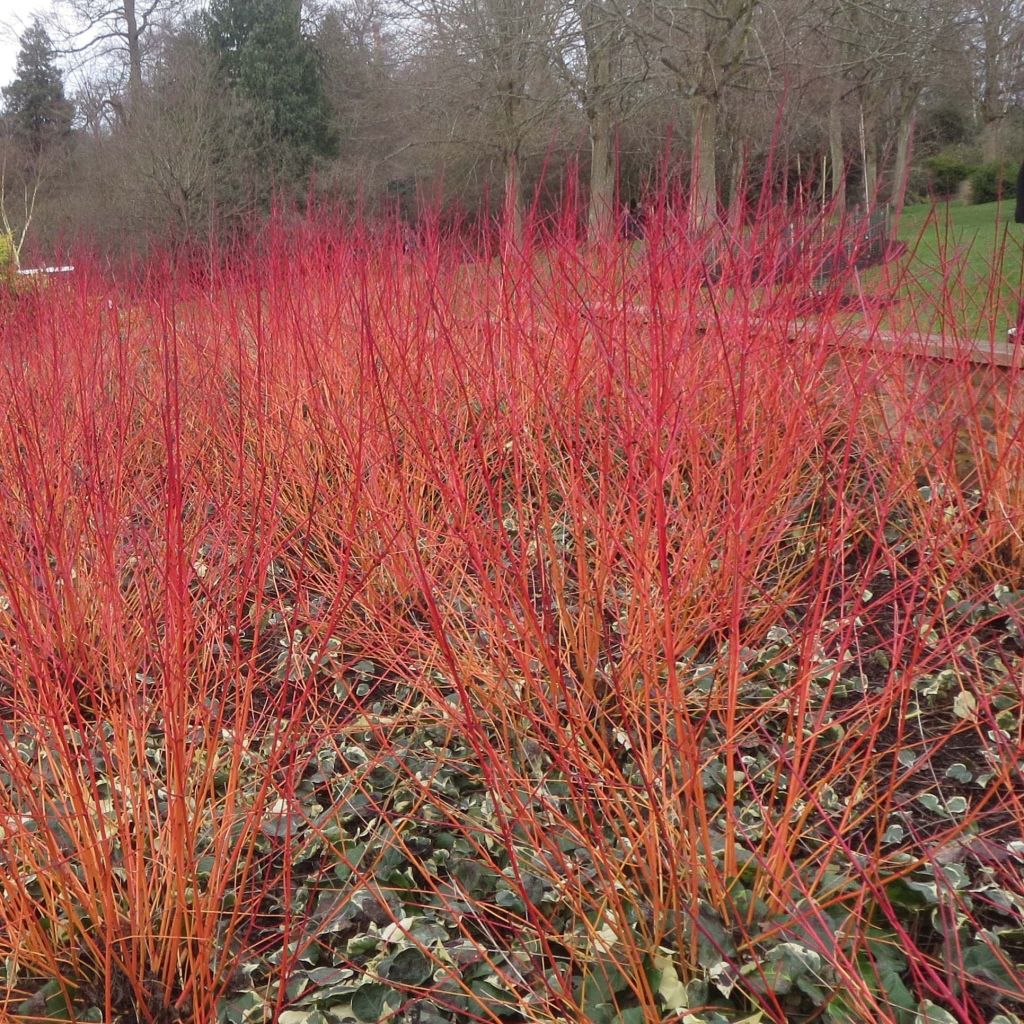 Cornus sanguinea Anny's Winter Orange - Cornejo rojo