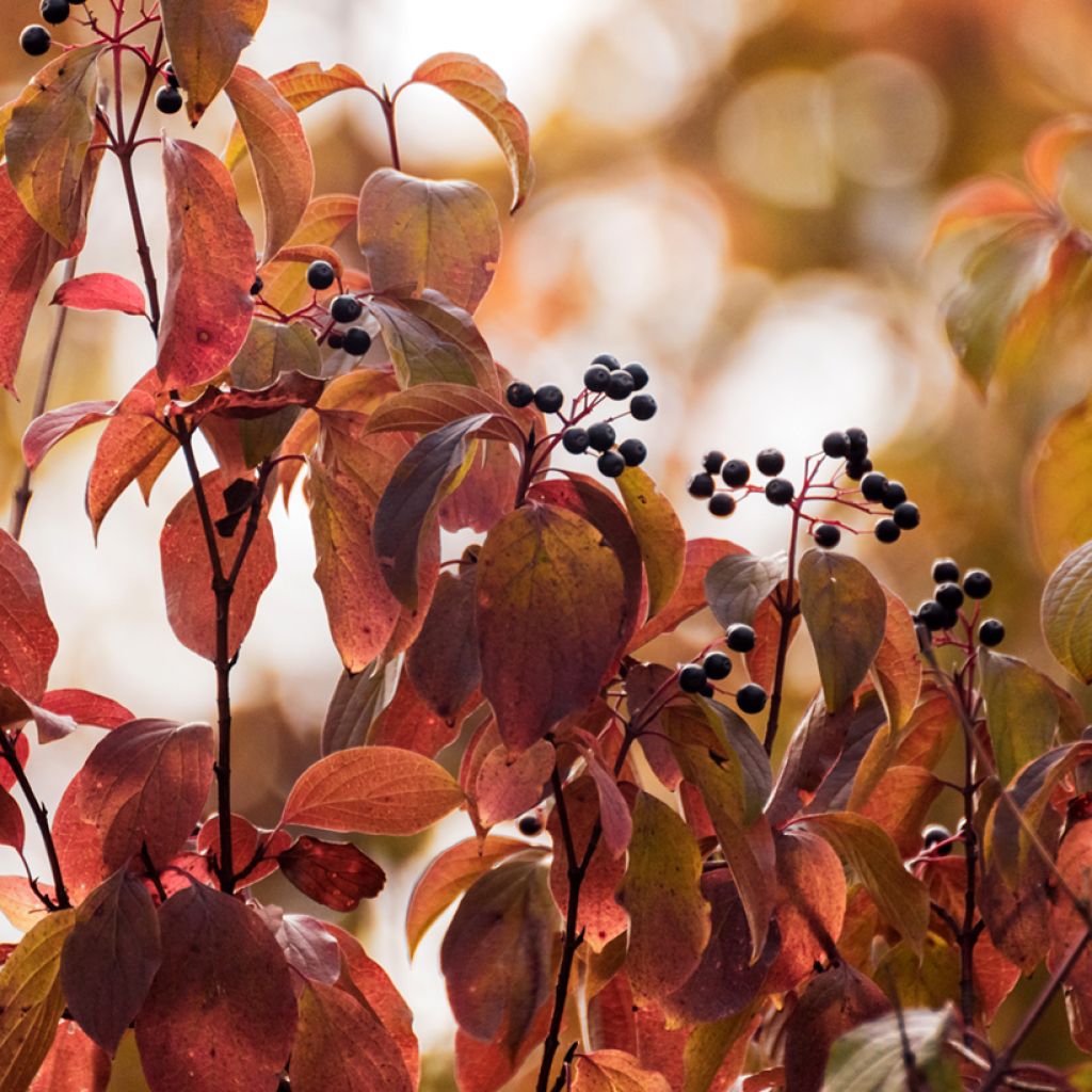 Cornus sanguinea - Cornejo rojo