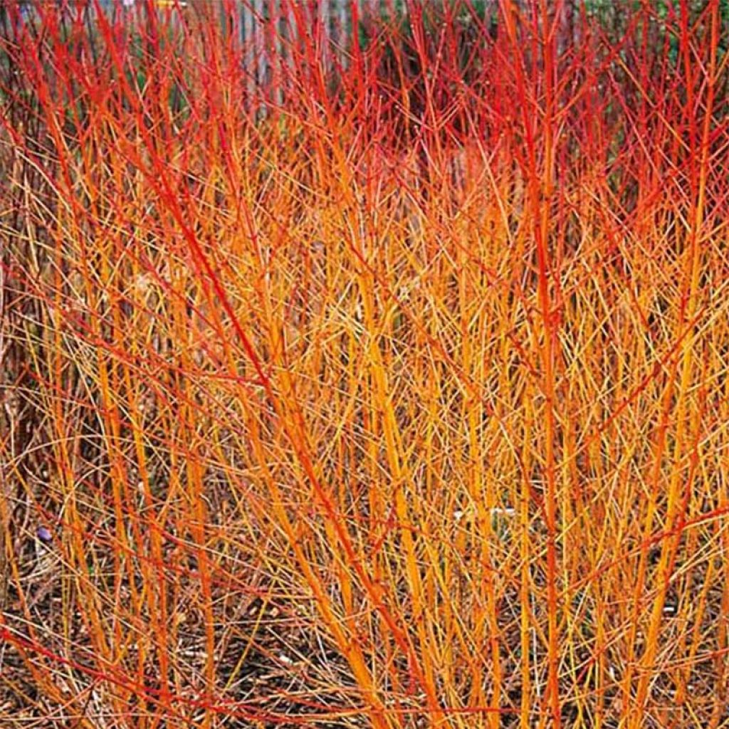Cornus sanguinea Magic Flame - Cornejo rojo