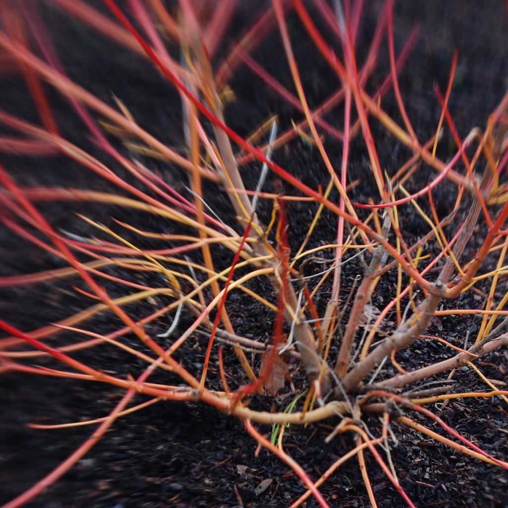 Cornus sanguinea Magic Flame - Cornejo rojo