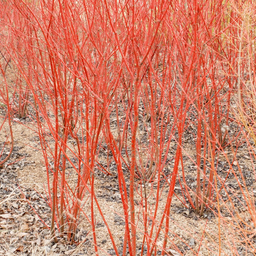 Cornus sanguinea Mid Winter Fire - Cornejo rojo