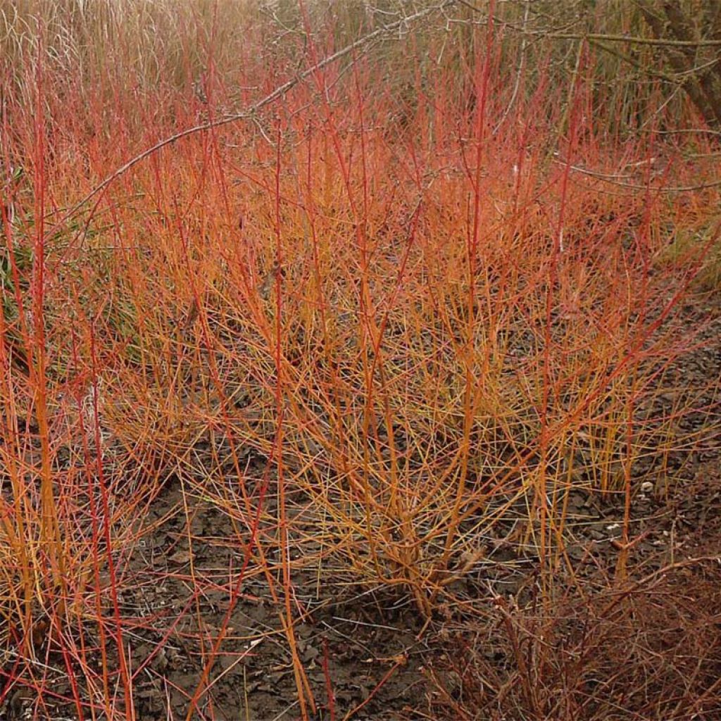 Cornus sanguinea Winter Beauty - Cornejo rojo