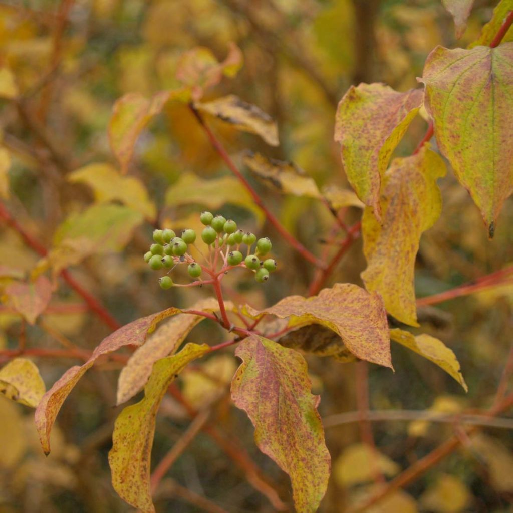 Cornus sanguinea Winter Beauty - Cornejo rojo