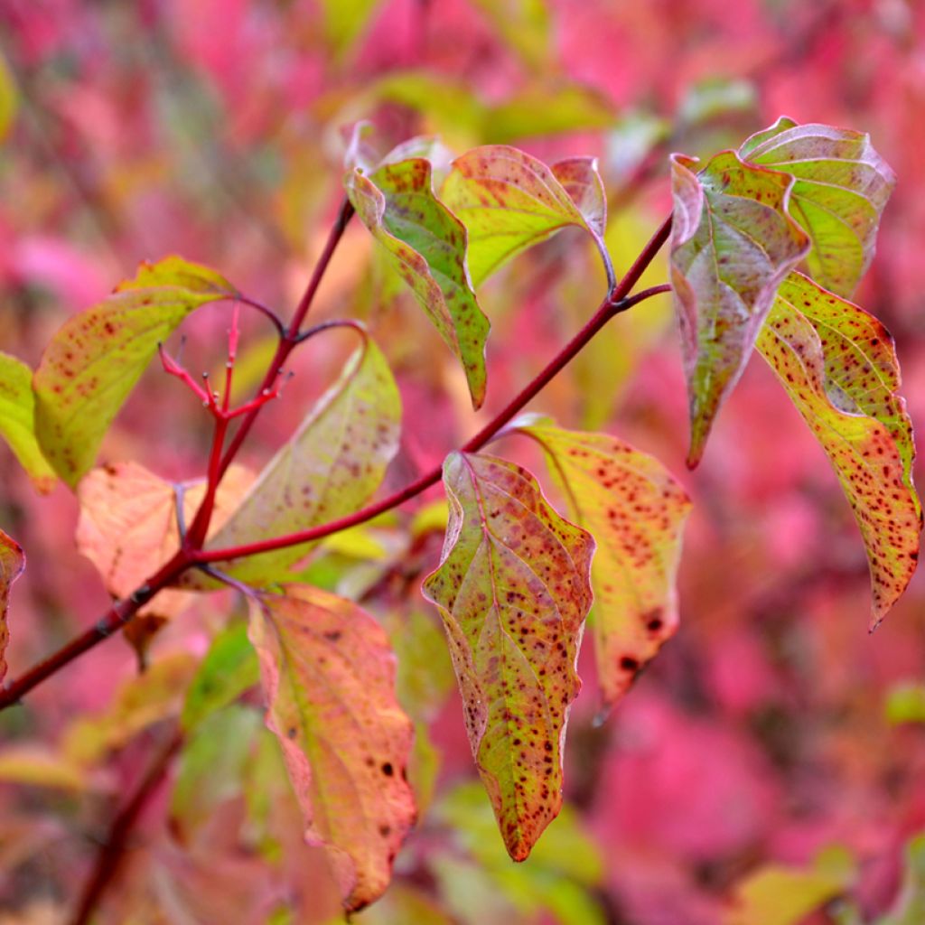 Cornus sanguinea Winter Beauty - Cornejo rojo