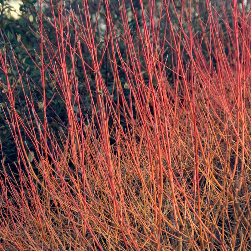 Cornus sanguinea Winter Beauty - Cornejo rojo
