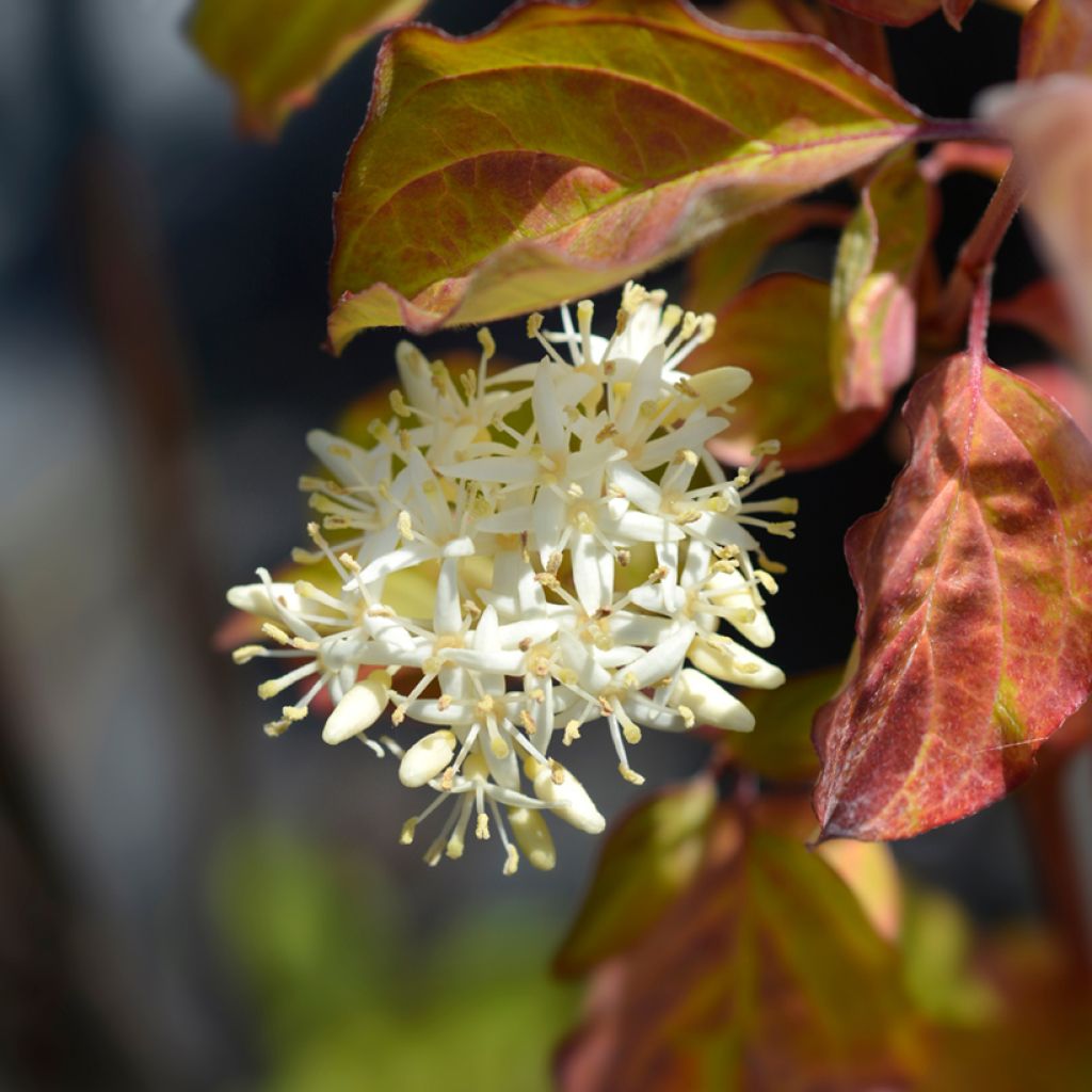 Cornus sanguinea Winter Beauty - Cornejo rojo