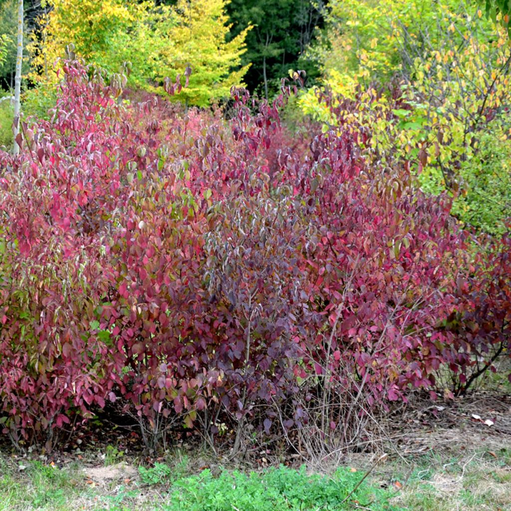 Cornus sanguinea Winter Beauty - Cornejo rojo