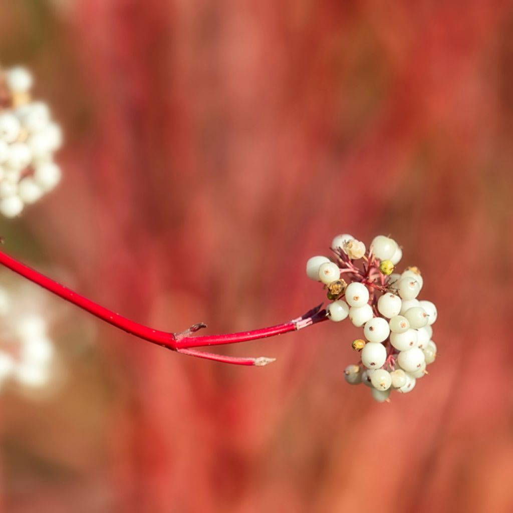 Cornus sericea Cardinal - Cornejo colorado de arroy