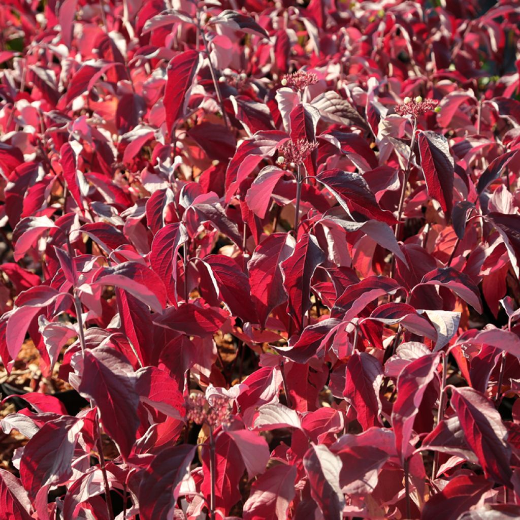 Cornus sericea Farba - Cornejo colorado de arroy