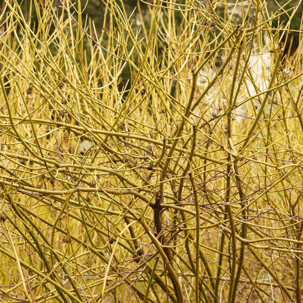 Cornus sericea Flaviramea - Cornejo colorado de arroy