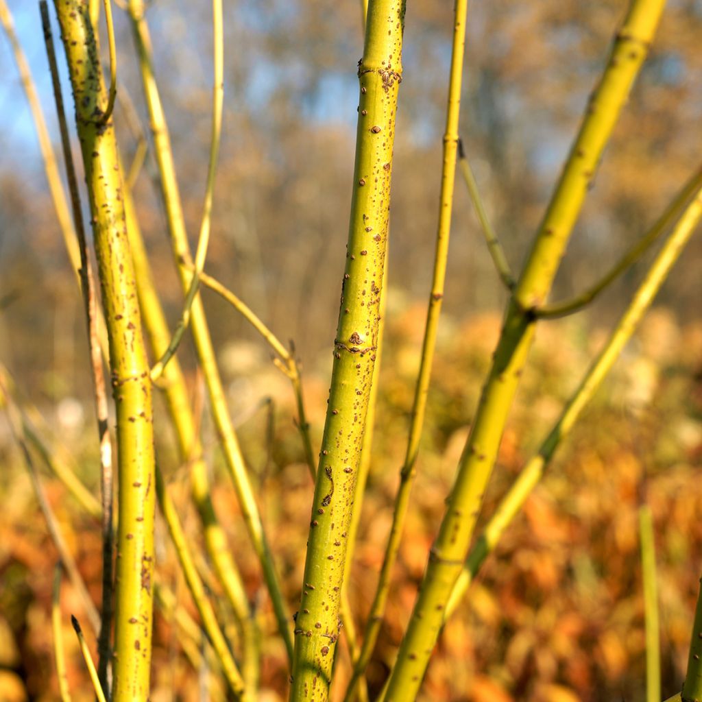 Cornus sericea Flaviramea - Cornejo colorado de arroy