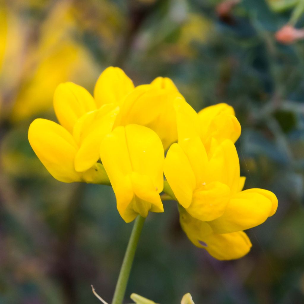 Coronilla valentina subsp. glauca - Coronilla del jardín