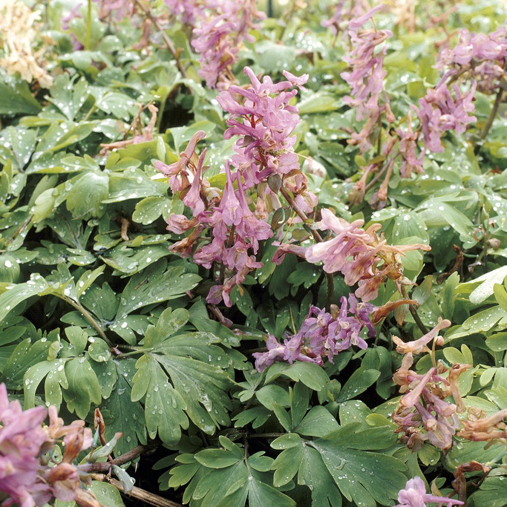Corydalis solida subsp. solida - Violeta bulbosa