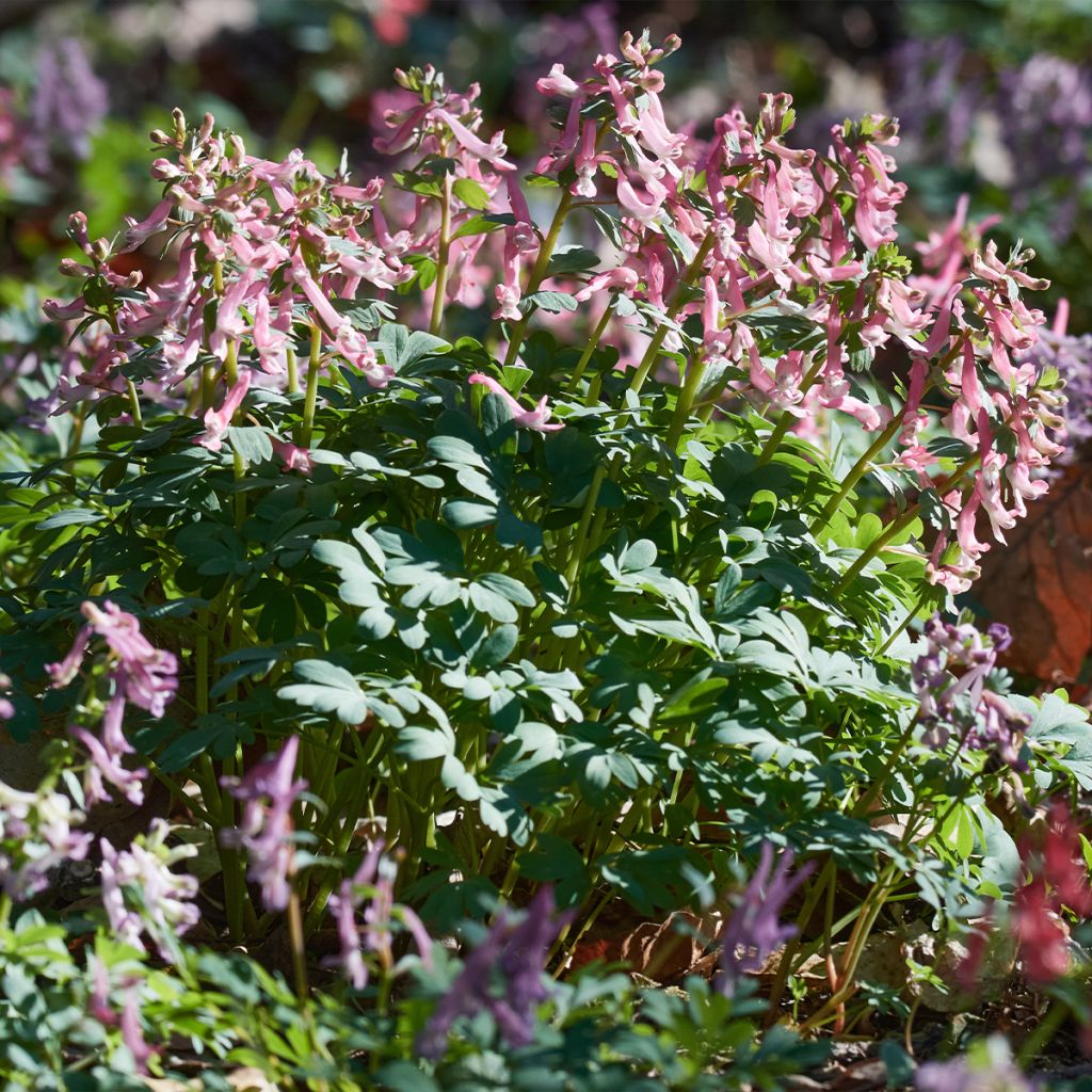 Corydalis solida subsp. solida - Violeta bulbosa