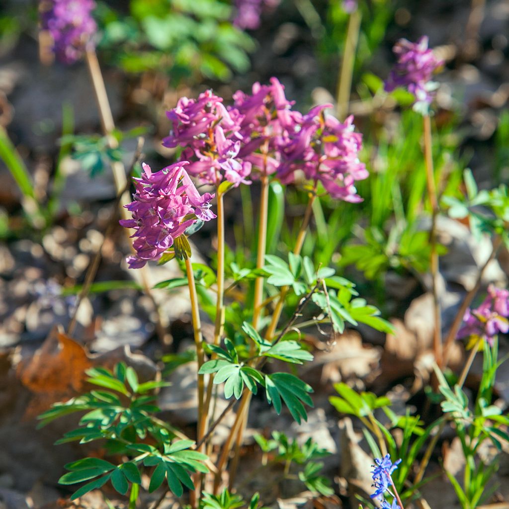 Corydalis solida subsp. solida - Violeta bulbosa