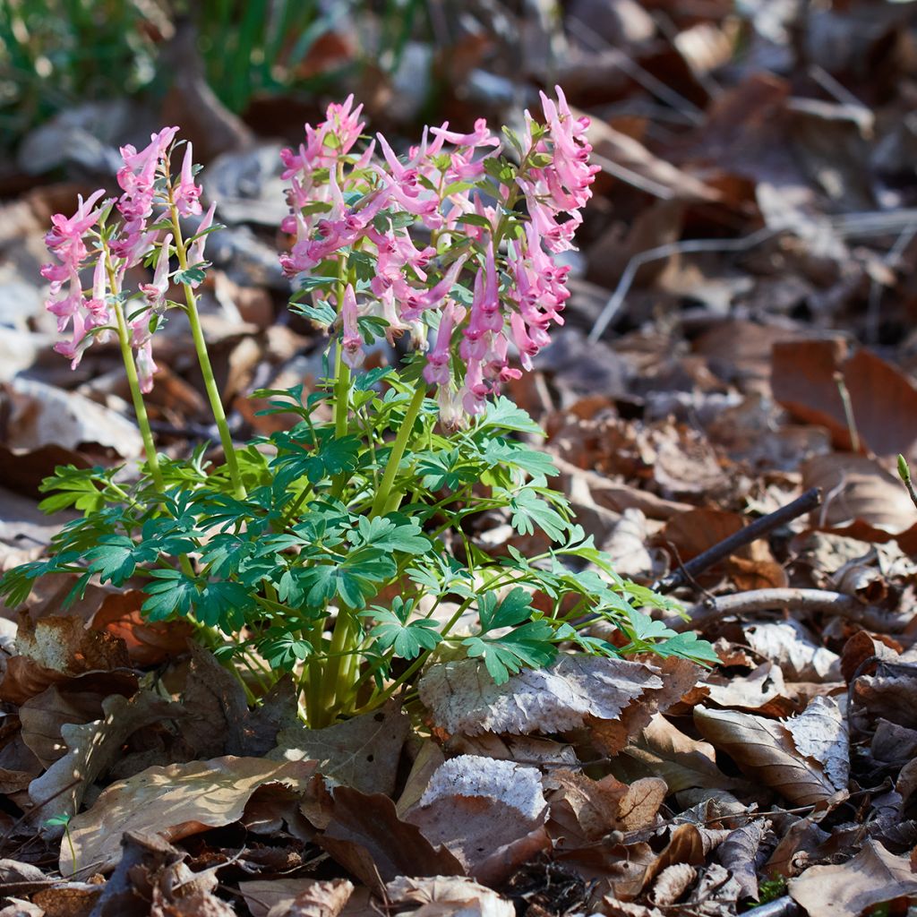 Corydalis solida subsp. solida - Violeta bulbosa