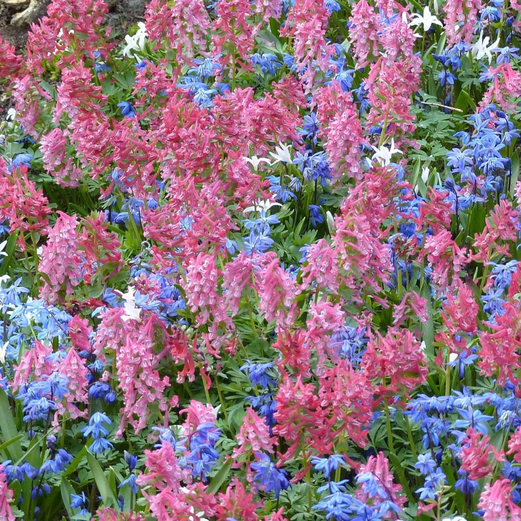 Corydalis solida GP Baker
